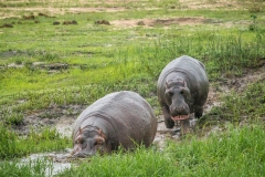 IMG_1786lra