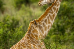IMG_1055lra