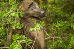 IMG_1253lra