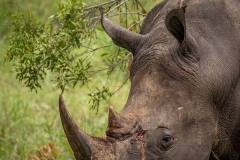 IMG_1283lra